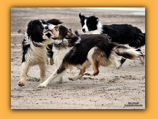 Toben am Strand von Nymindegab (4).jpg